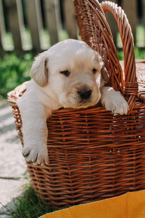 dog-puppy-animal-pet-basket